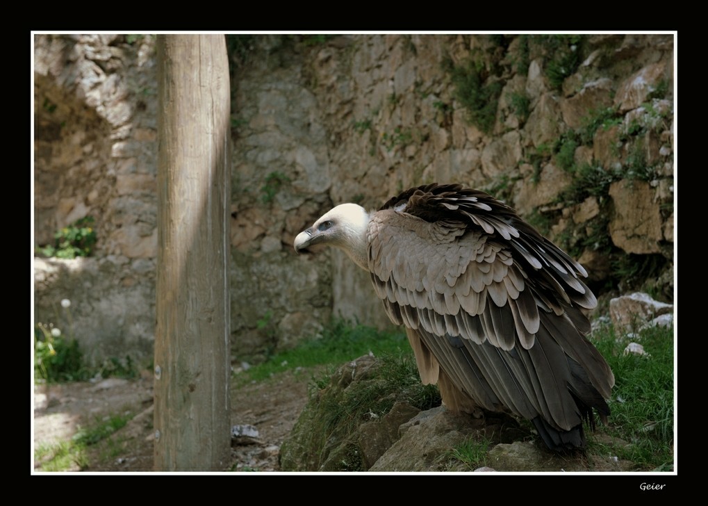 Geier