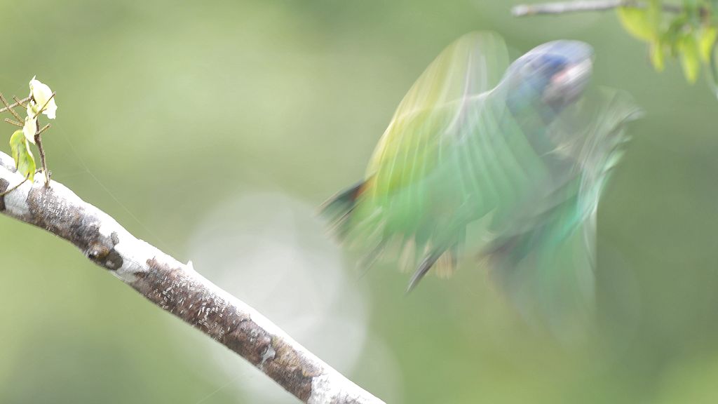 Geist :-)
Schwarzohrpapagei (Blue Headed Parrot)
Iwokrama Rainforest
1068