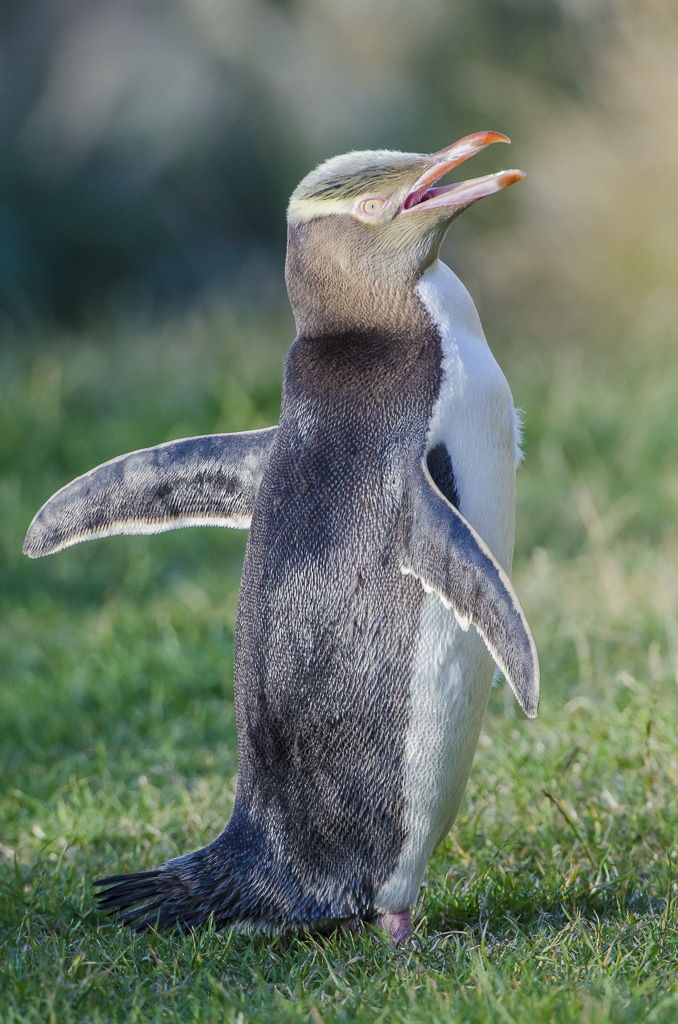 Gelbaugenpinguin I
