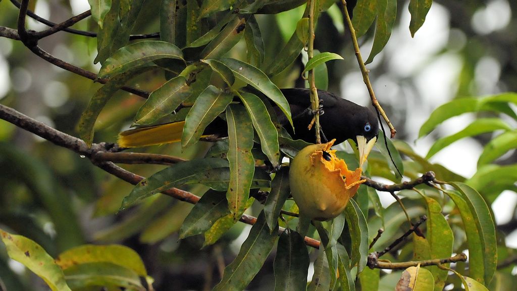 Gelbbürzelkassike oder auch Gelbbürzel-Stirnvogel (yellow rumped cacique)
Karanambu
4976