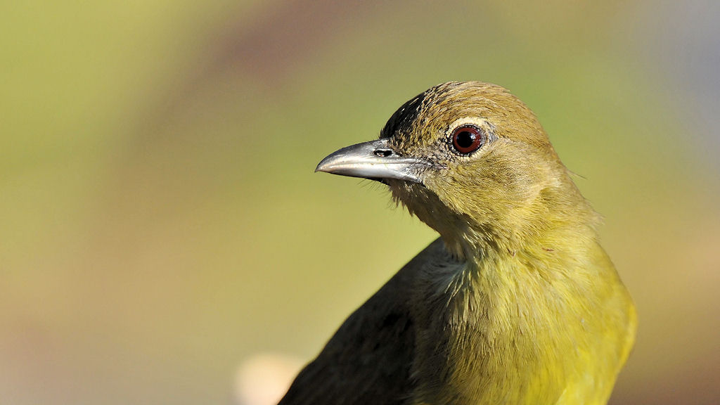 Gelbbauchbülbül (Yellow-bellied Greenbul)
auf dem Frühstückstisch in
Musanza, Kafue Nationalpark, Sambia
7387
