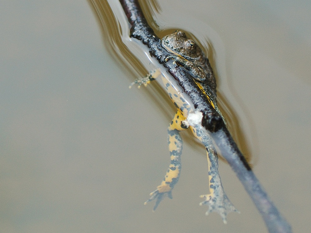 Gelbbauchunke