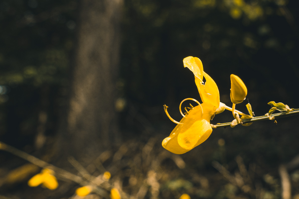 Gelbe Blüte