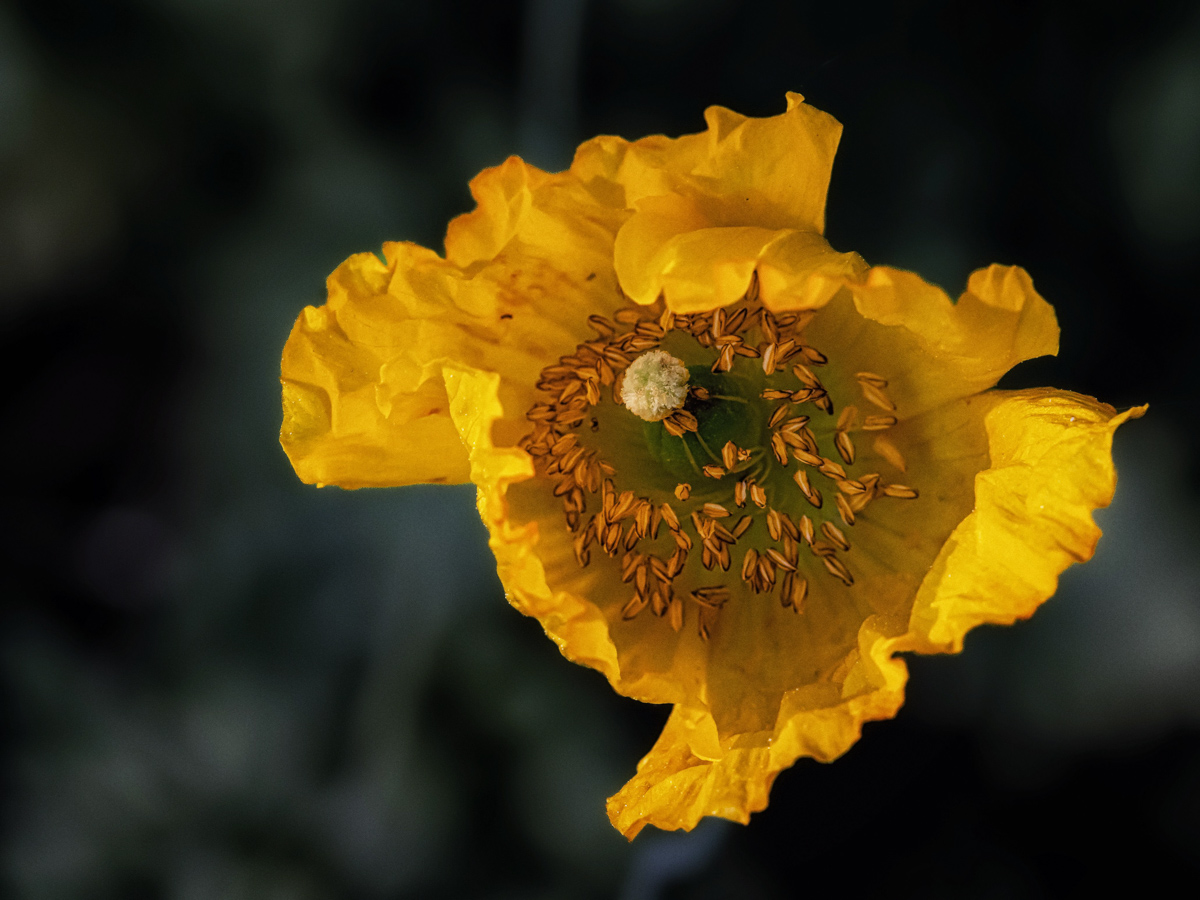Gelbe Blüte