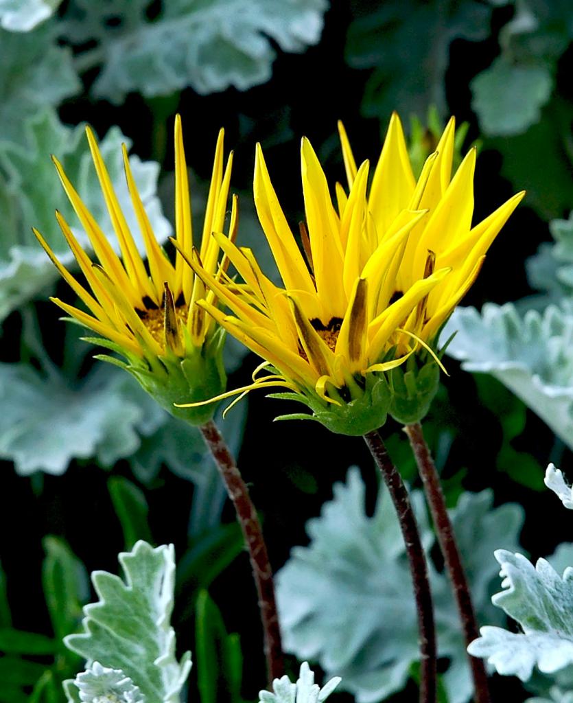 Gelbe Blüten