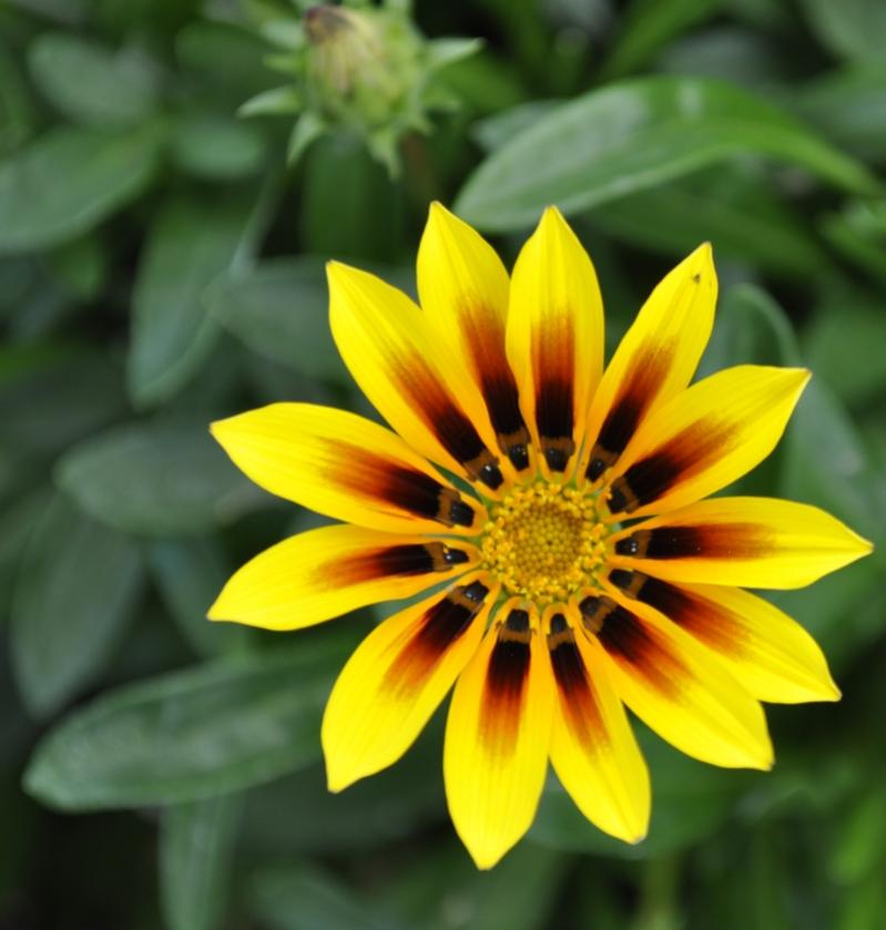 gelbe Blume