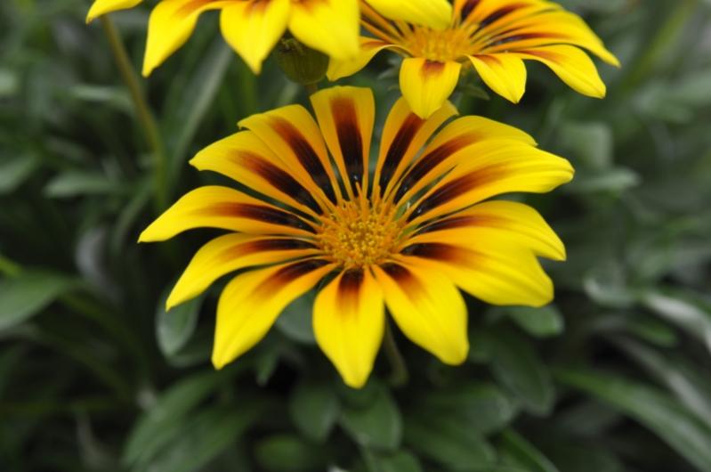 gelbe Blumen