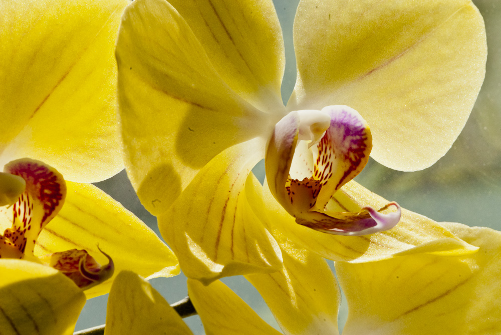 Gelbe Orchideenblüte