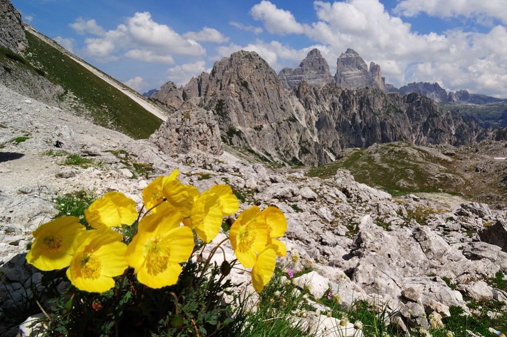 Gelber Alpen-Mohn mit Blick zu den Zinnen