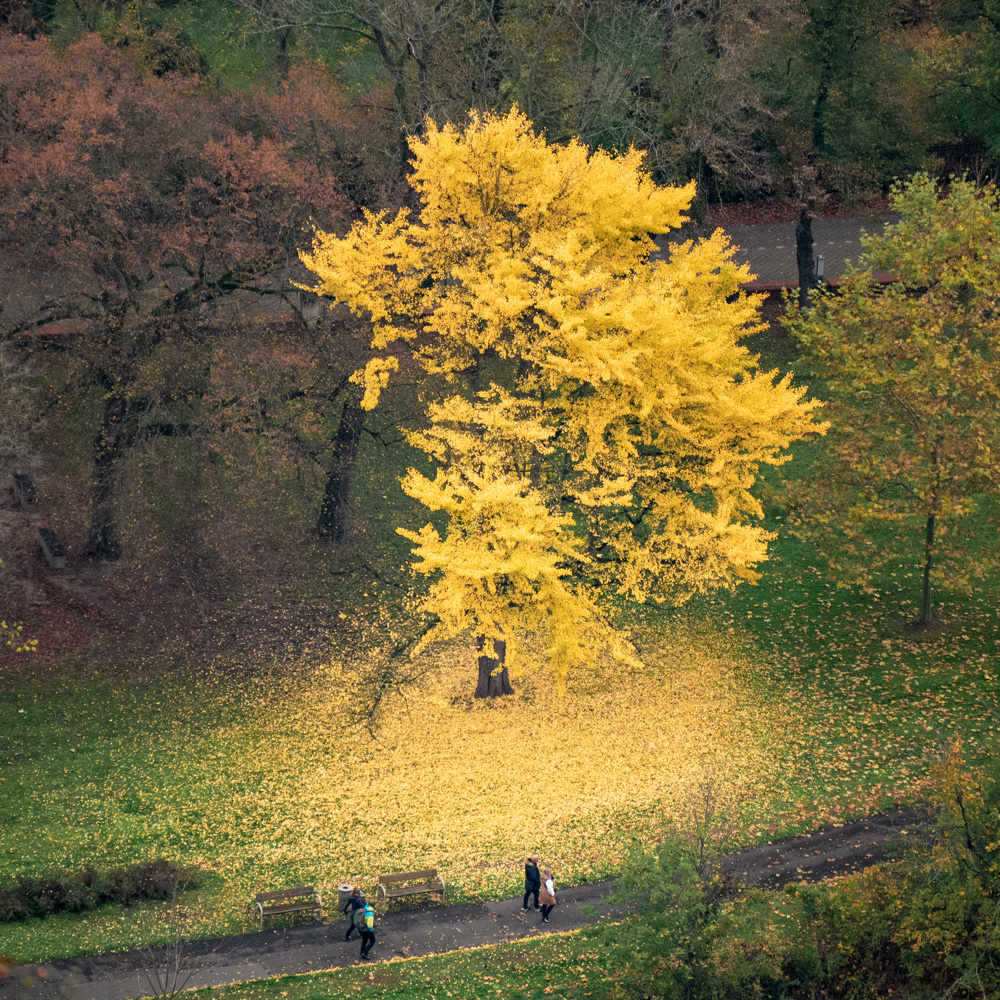 Gelber Baum