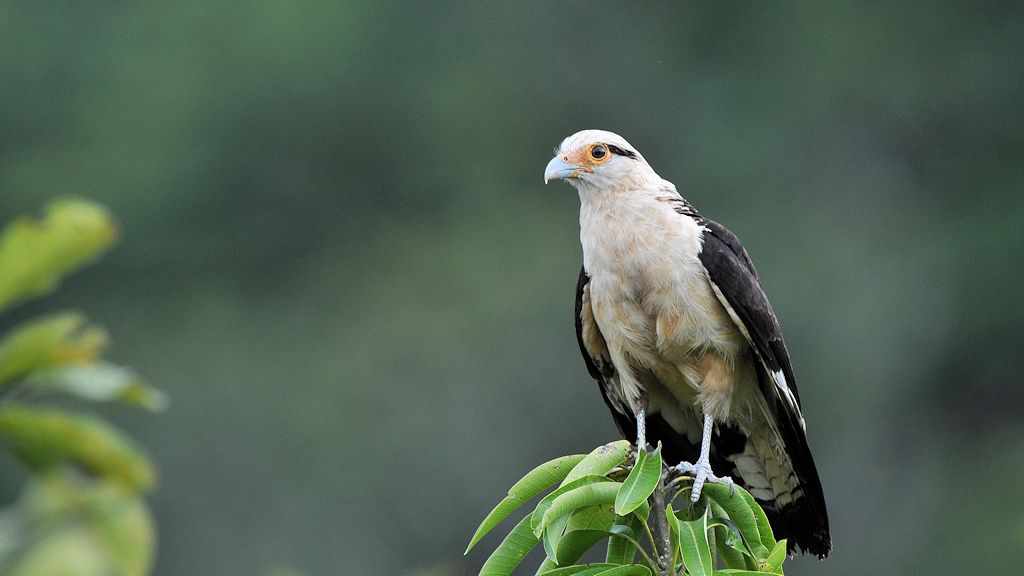 Gelbkopfkarakara (Yellow Headed Caracara)
in Surama
1925