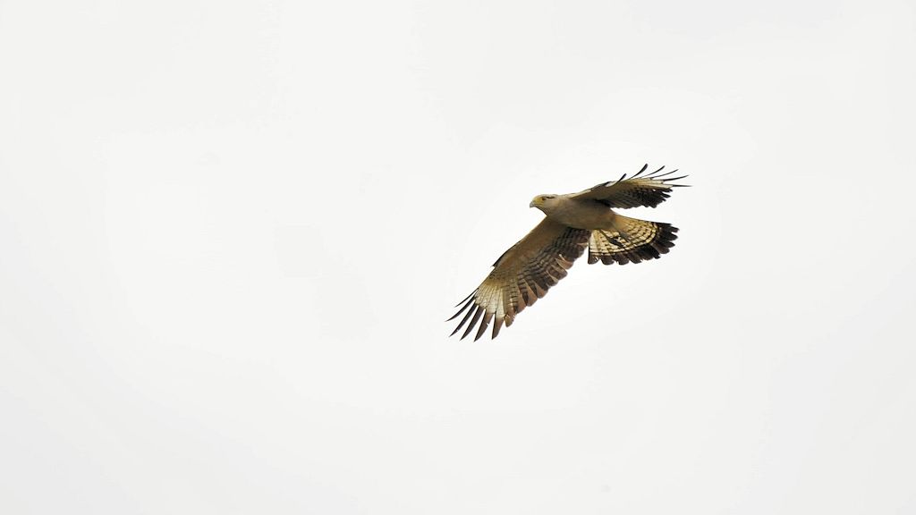 Gelbkopfkarakara (Yellow Headed Caracara)
Rockview Lodge, Annai
3688
