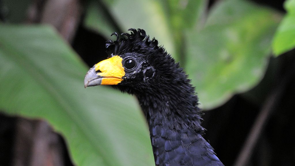 Gelblappenhokko (Yellow-Knobbed Curassow)
Atta Lodge, Iwokrama Rainforest
1345