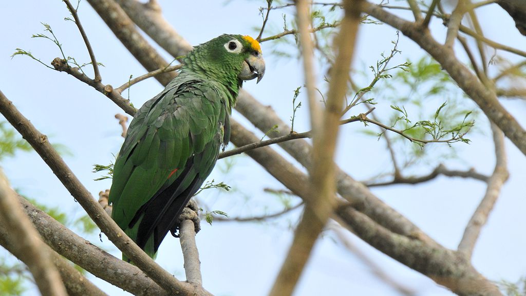 Gelbscheitel Amazone (Yellow Crowned Amazon)
Botanischer Garten, Georgetown
9259