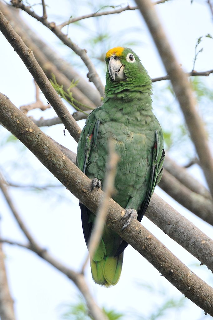 Gelbscheitel (Yellow Crowned Amazon)
Botanischer Garten, Georgetown
9279 h