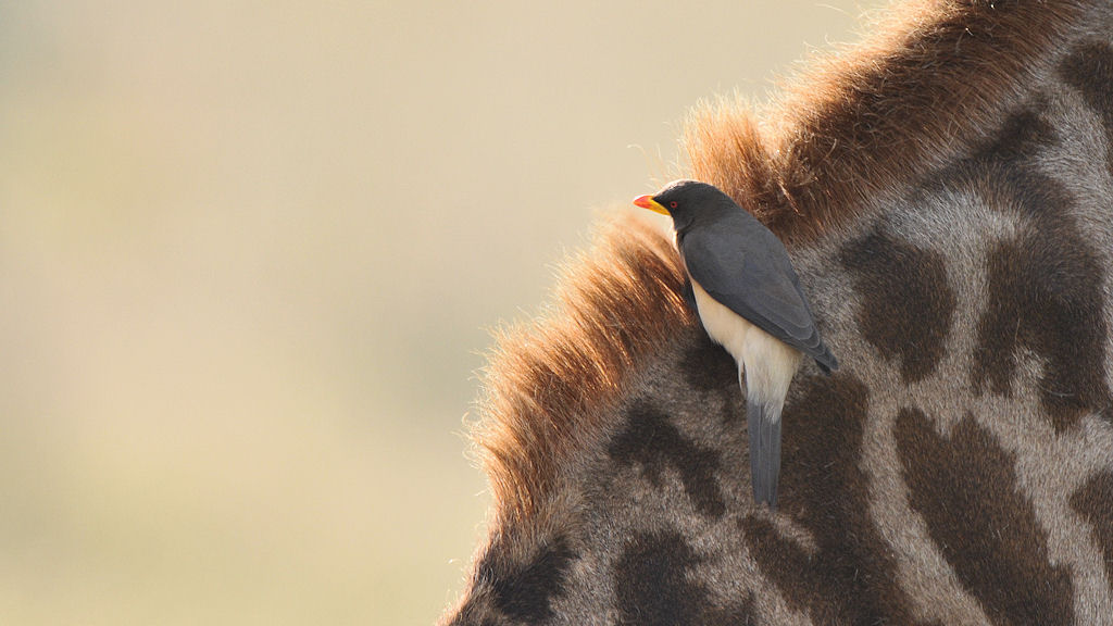 Gelbschnabel madenhacker (Yellow Billed Oxpecker)
auf Giraffe in der Serengeti
5107