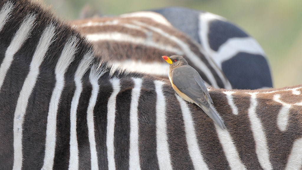 Gelbschnabel Madenhacker (Yellow Billed Oxpecker)
auf Zebra in der Serengeti
5260