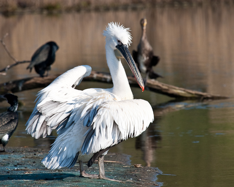 Gelsenkirchen Zoo