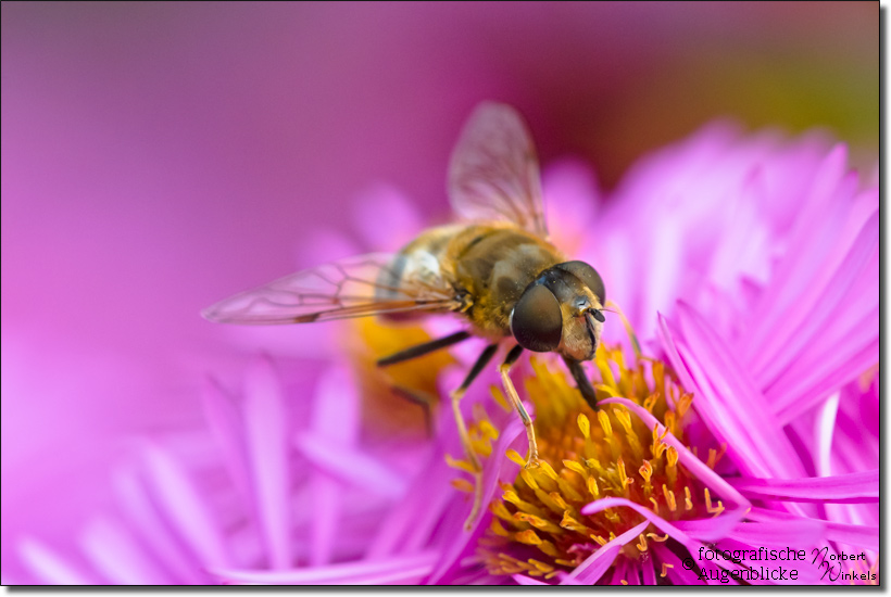 gemeine keilfleckschwebfliege - wedge fleck hoverfly - eristalis pertinax 2503