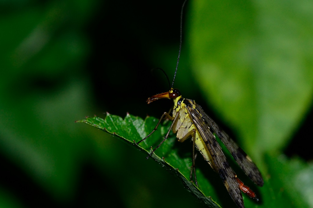 Gemeine Skorpionsfliege  - weiblich