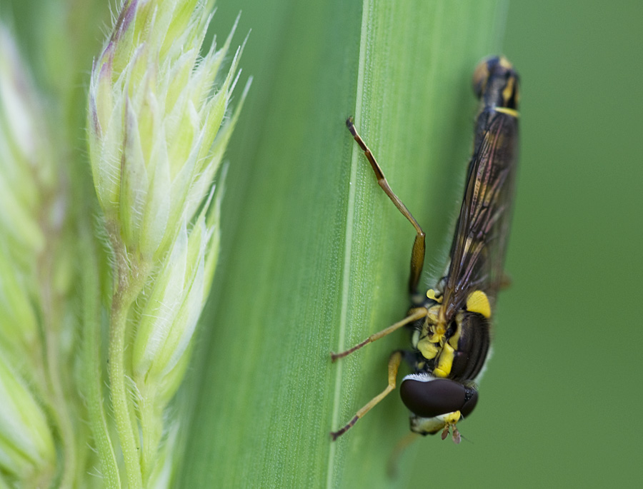 Gemeine Stiftschwebfliege 01