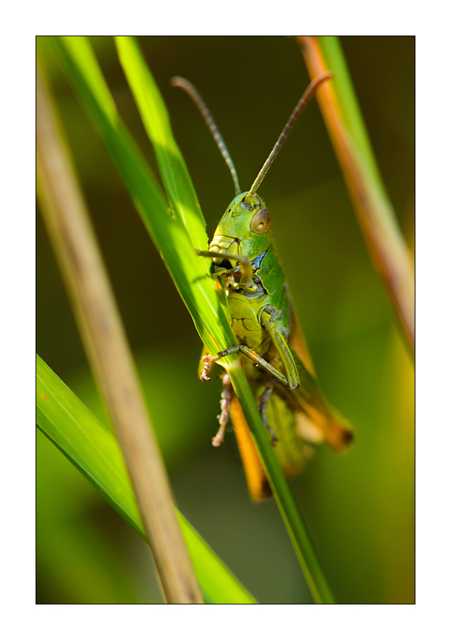 Gemeiner Grashüpfer (Chorthippus parallelus)