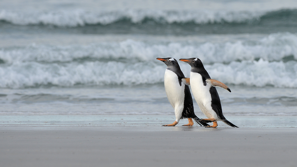 Gentoo Pinguine am Strand von Sounders Island
1607