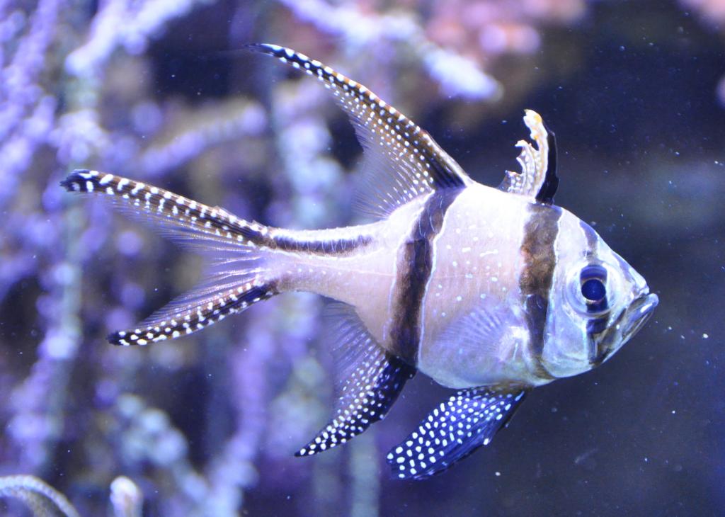 Genua Aquarium