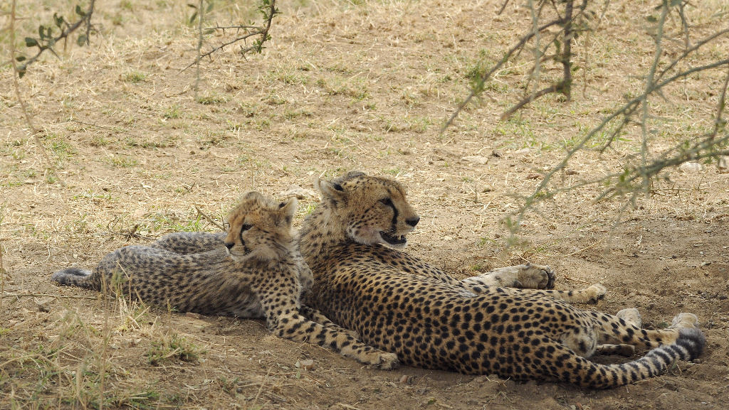 gepard 1