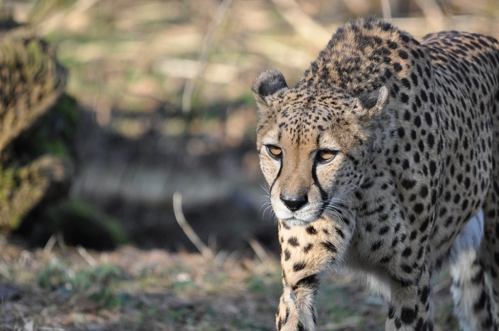 Gepard (112)