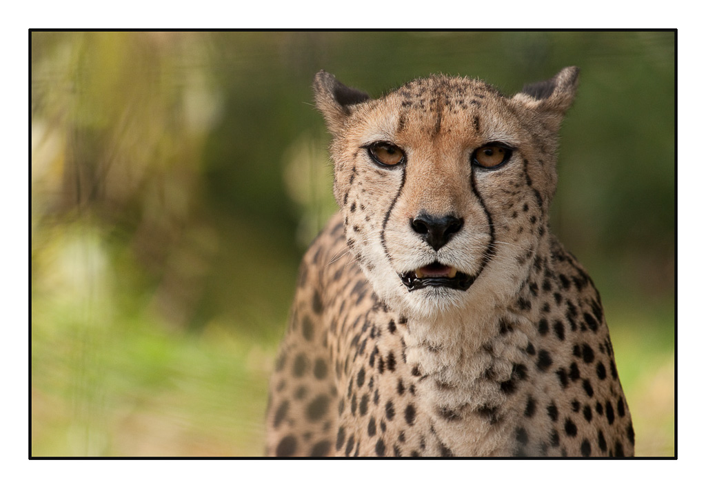 Gepard 3591