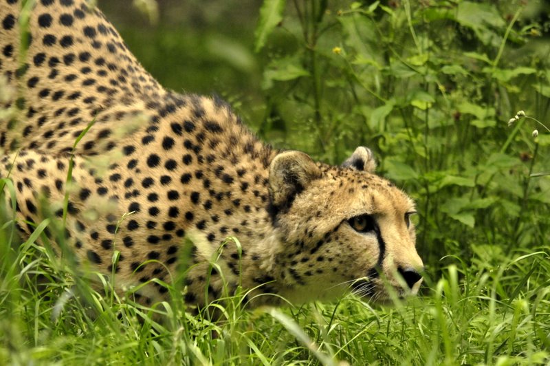 Gepard beim anschleichen