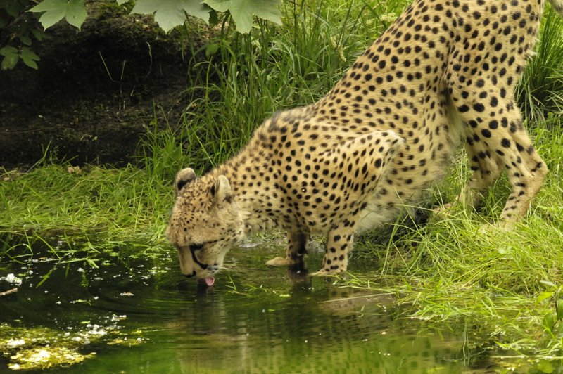 Gepard beim Trinken