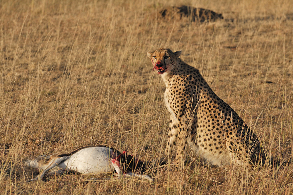 Gepard mit Beute