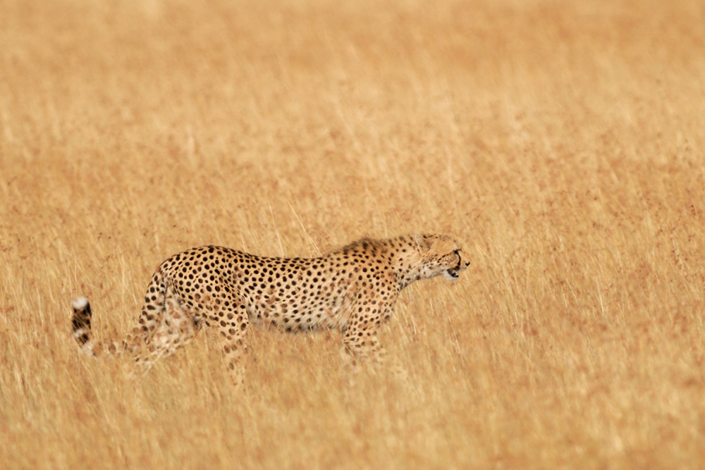 Gepard