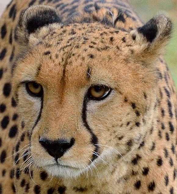 Gepard