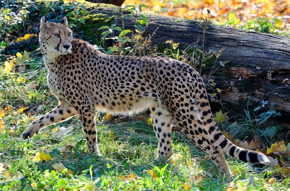 Gepard