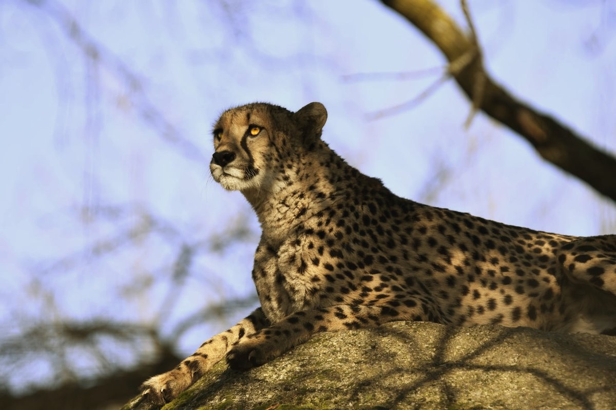 Gepard