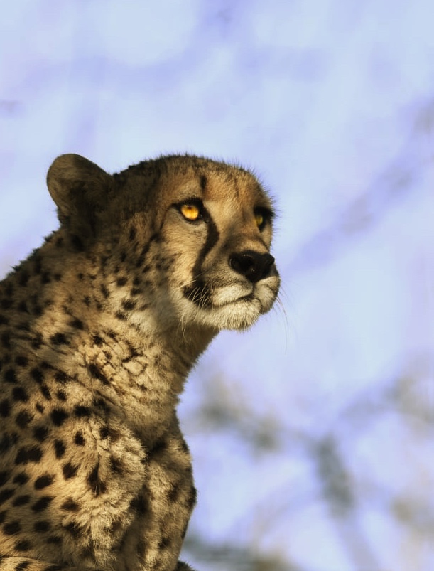 Gepard