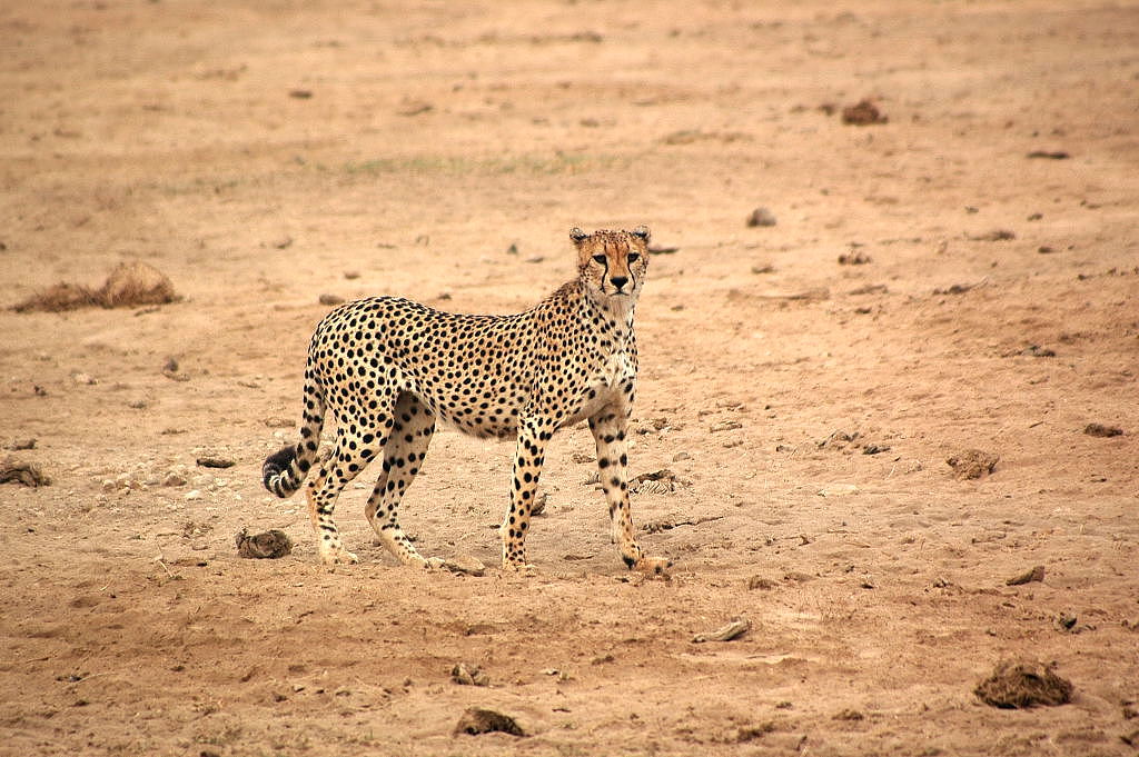 Gepard