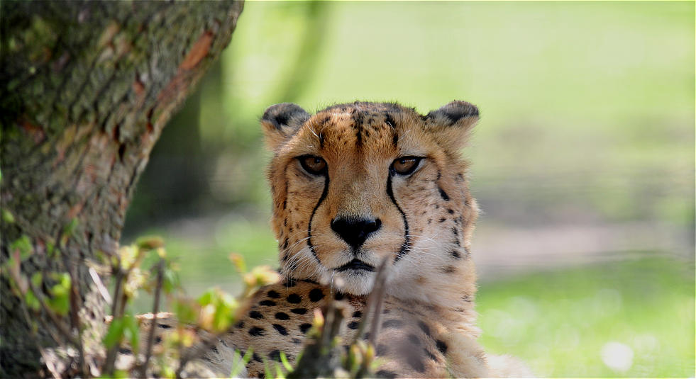 Gepard