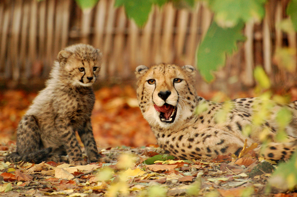Geparden Jungtier und Mama