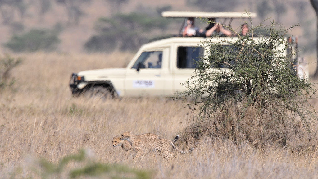 Geparden
zwischen Seronera und Lake Magadi, Serengeti
4756