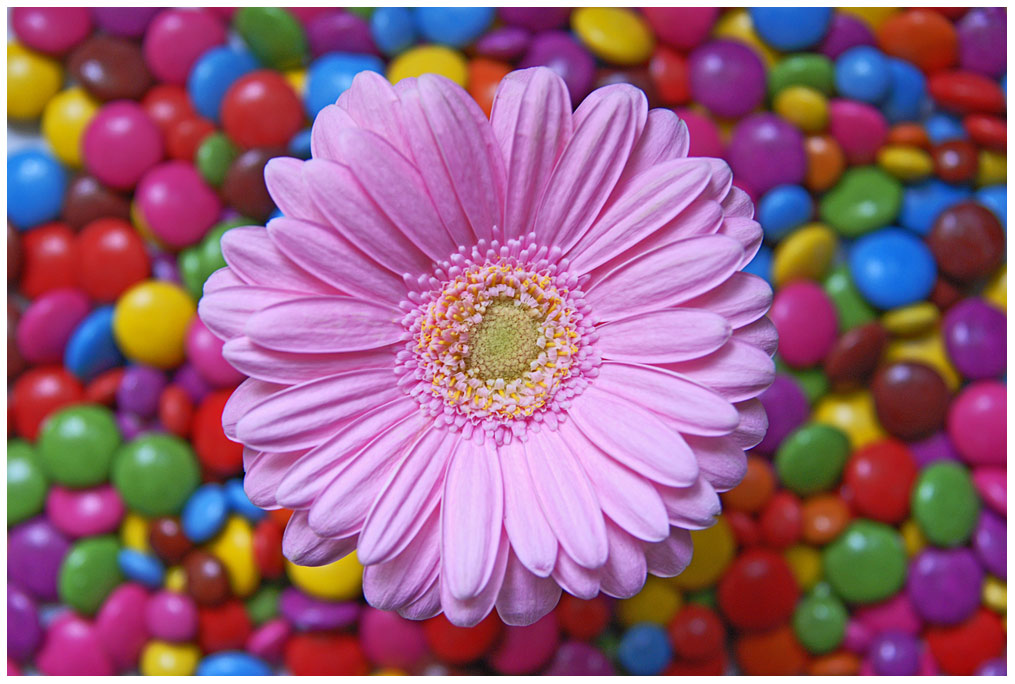 gerbera auf smarties