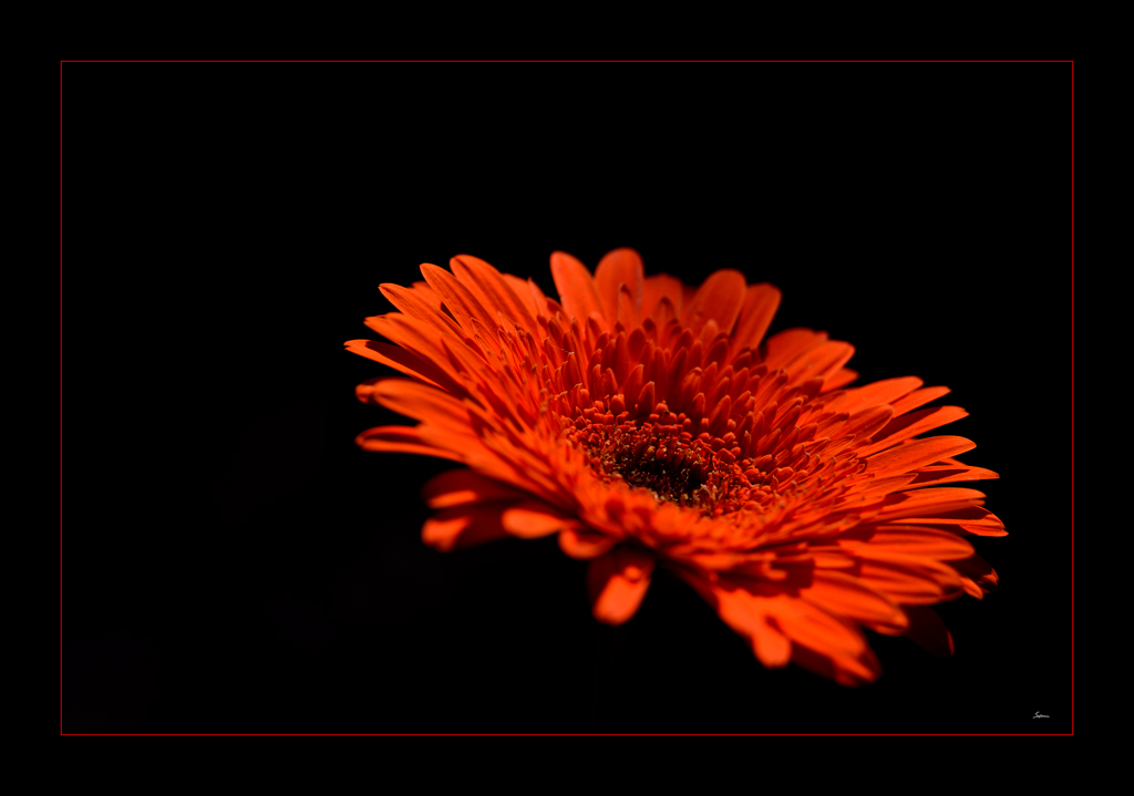 Gerbera PZ13536