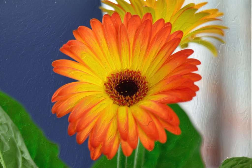 Gerbera