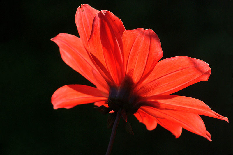 Gerbera2