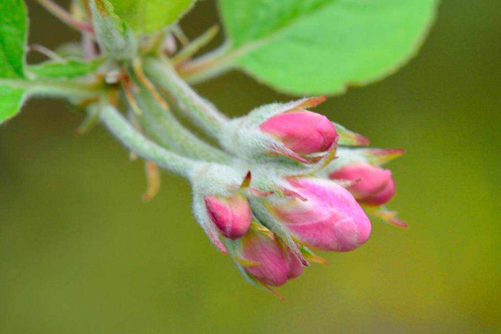 geschlossene Apfelblüten