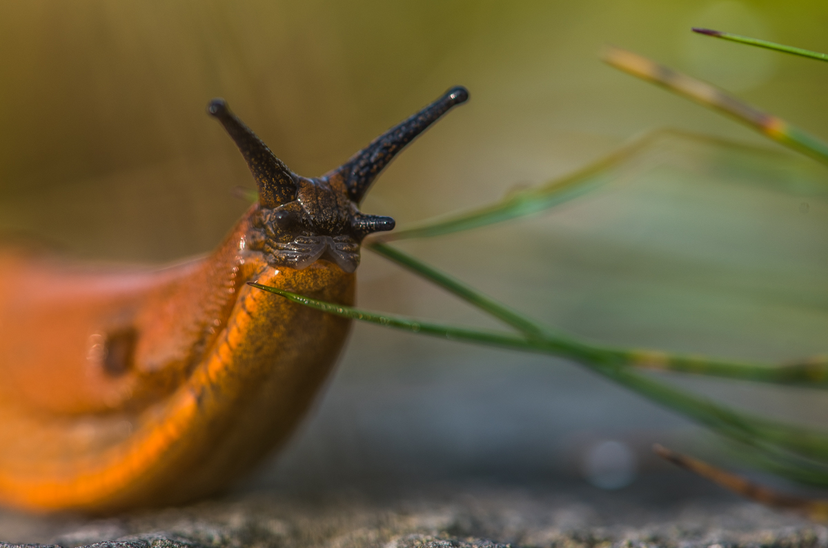 Gesicht