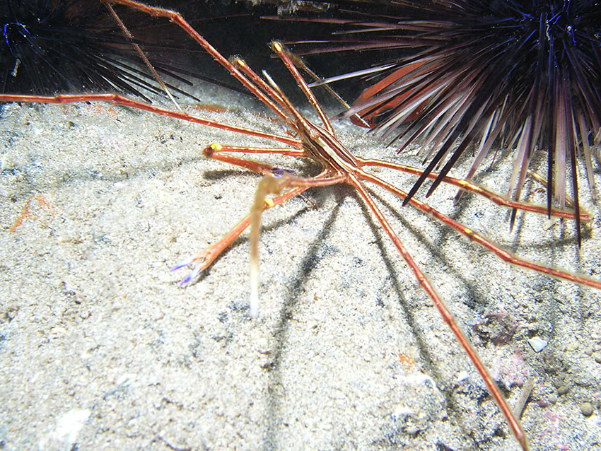 Gespensterkrabbe, Fuerteventura